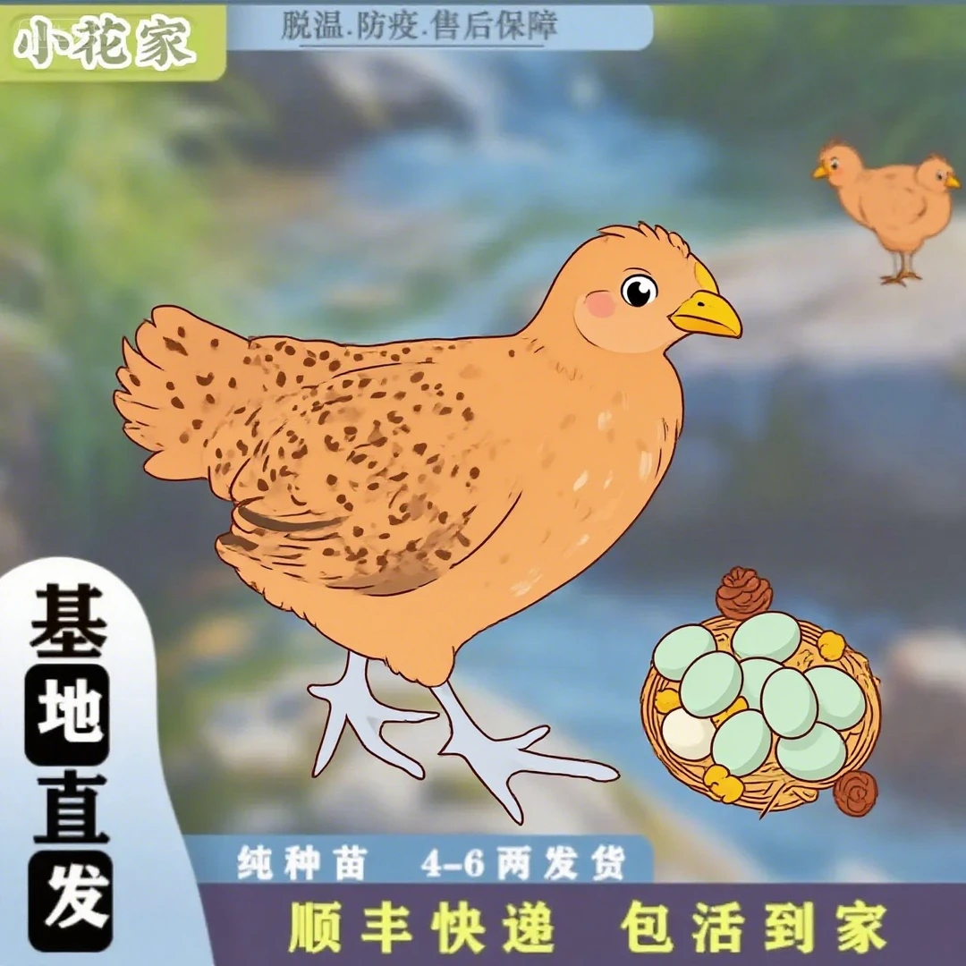 （买8送4）活体长尾鸡6两左右宠物鸡土鸡