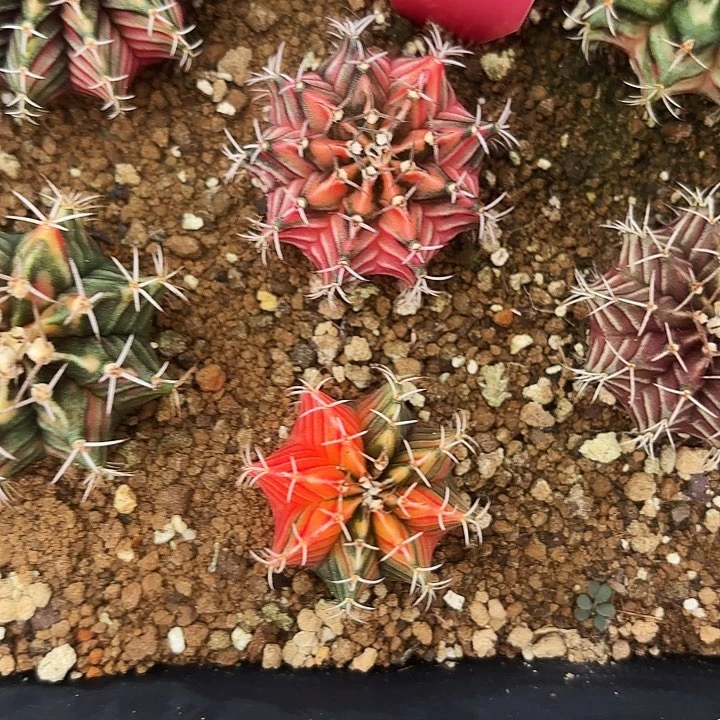 莫*卡640-0524泰国发货