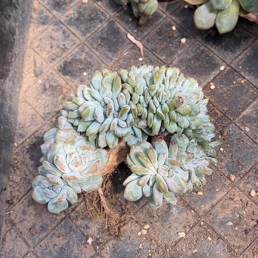 非****）非哥专拍石榴籽星影树