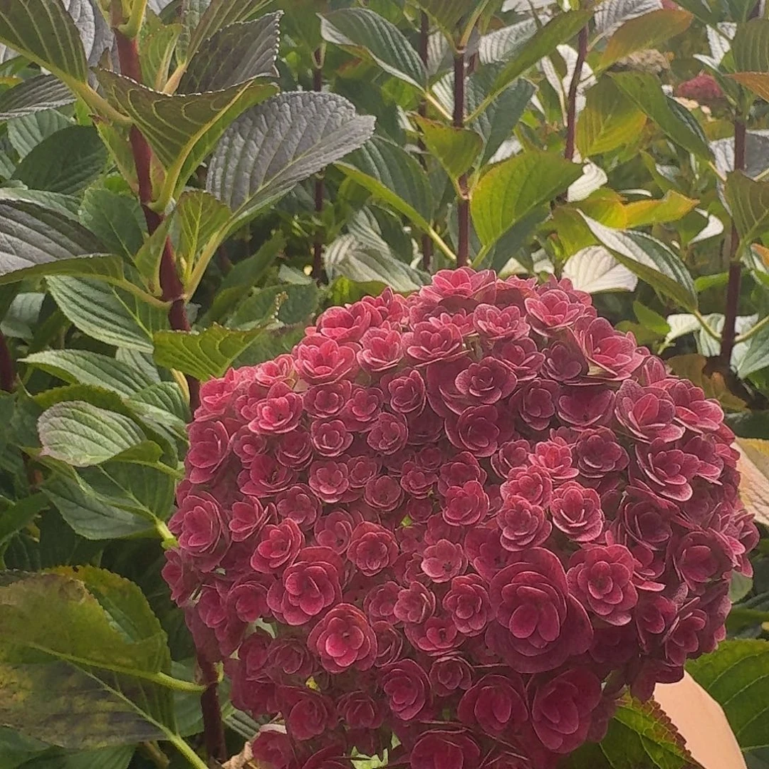 大部分花苞少量开放47