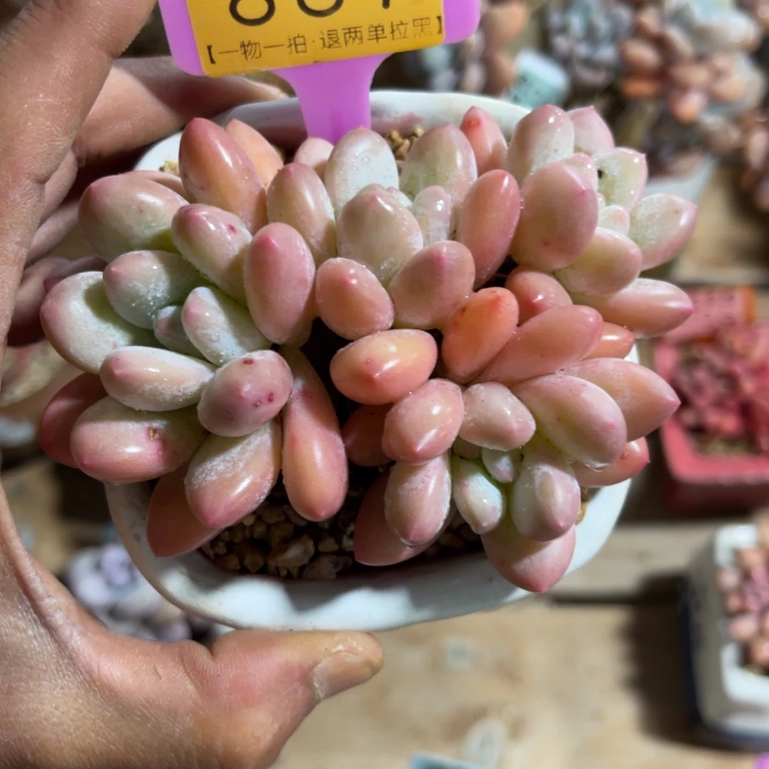 云尘多肉一物一拍不含盆867