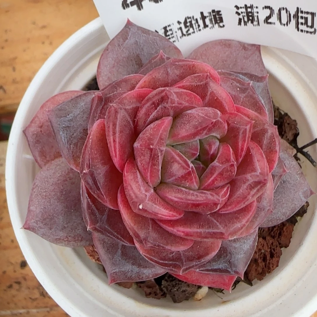 花语逸镜0203-480