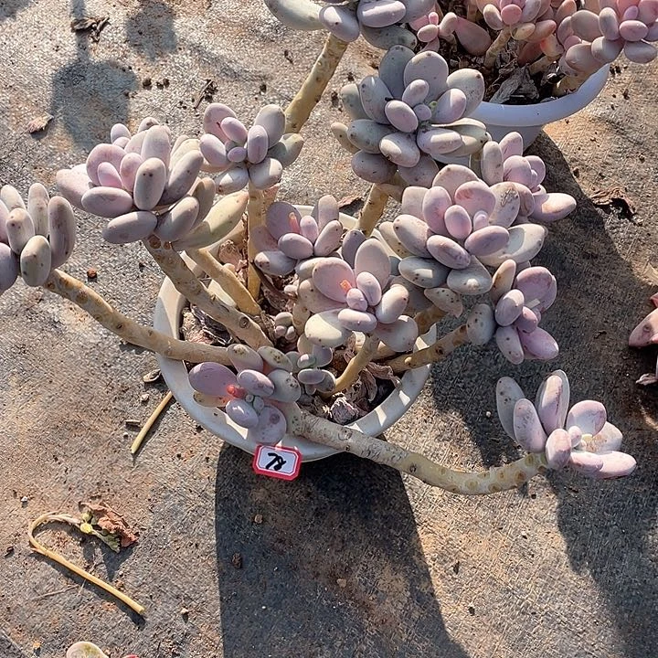 78大叶奶 一物一拍多肉