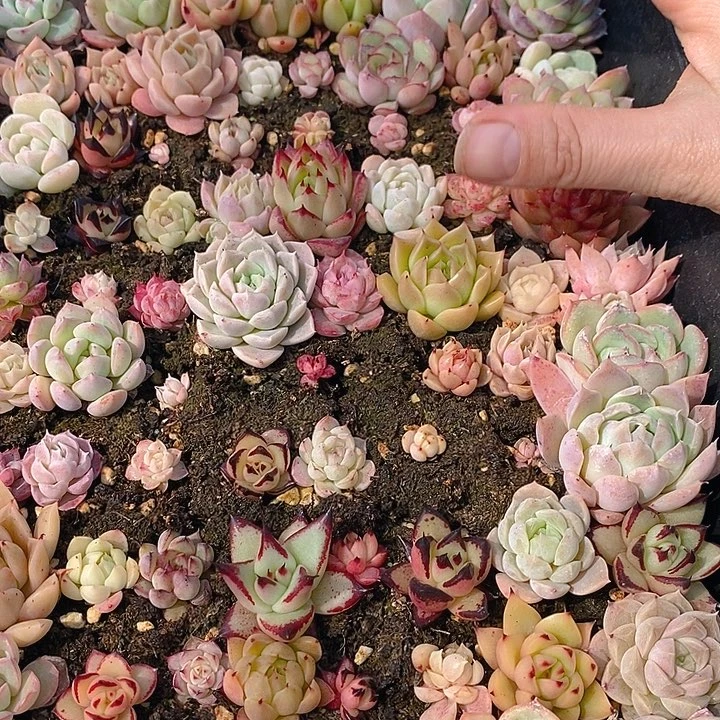 108 多肉植物盆栽花卉植物