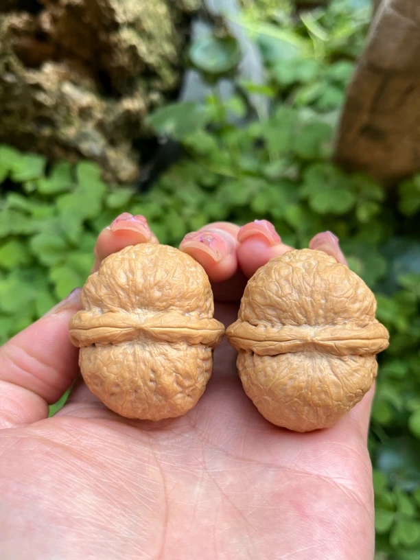 云南野生铁核桃（炸二）尺寸42