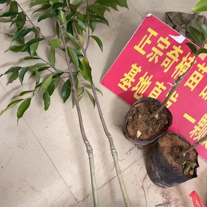 完全开放22366984259875