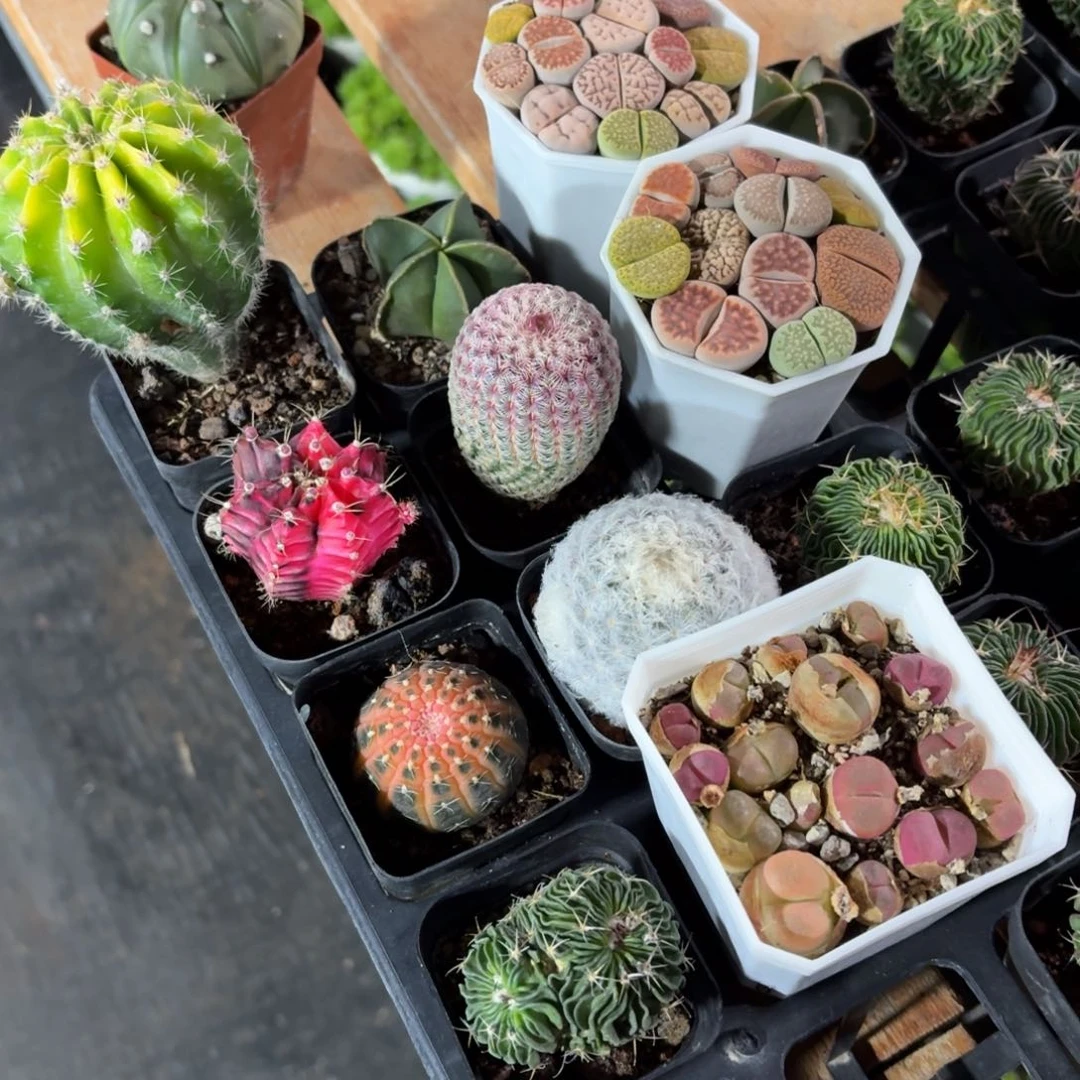 奶*1204多肉专拍链接