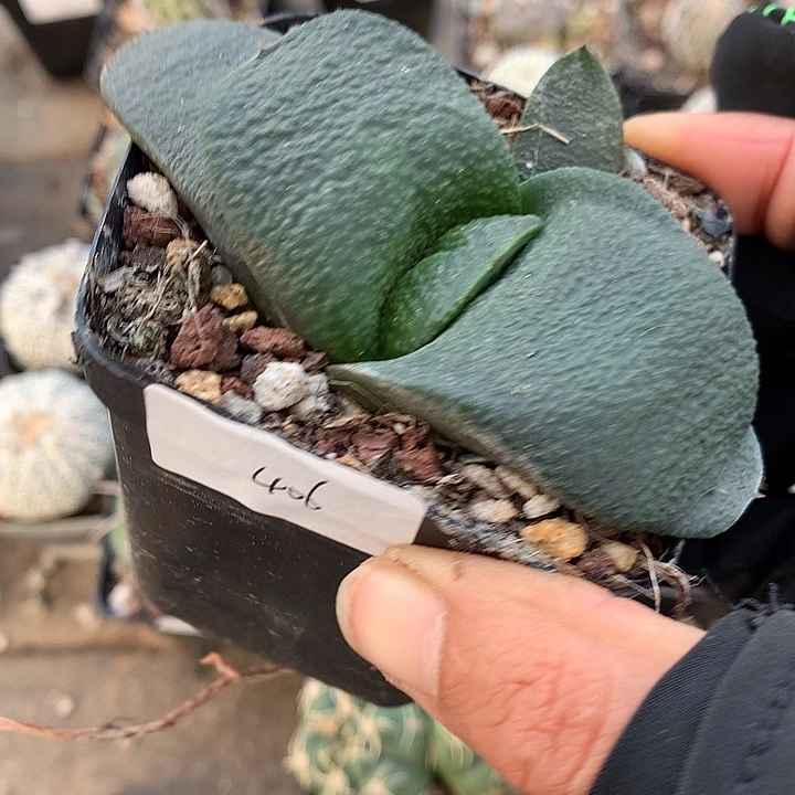 406 实生卧牛7厘米