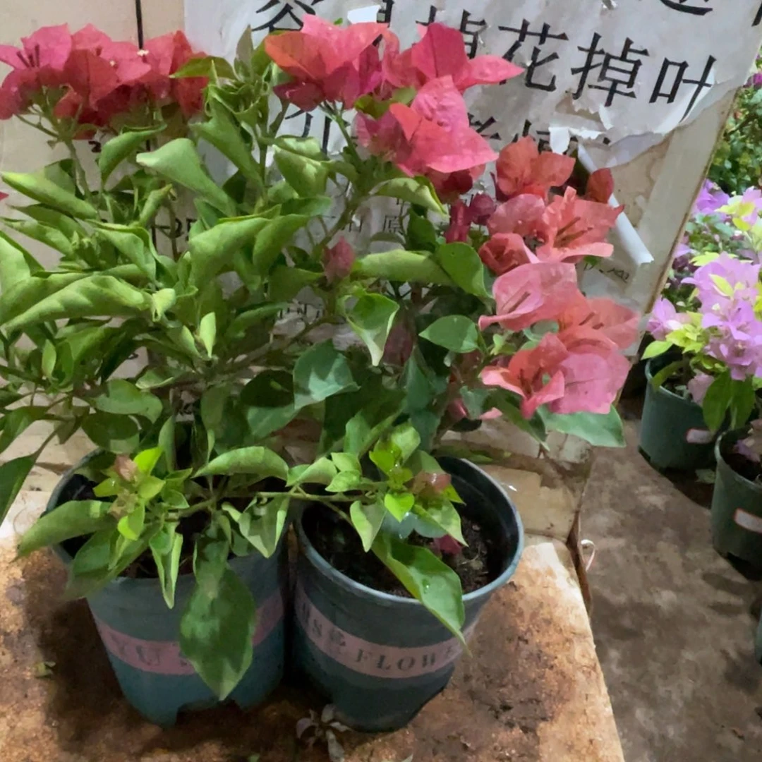 怡***乐当前无花栽培后可以开花1-8719