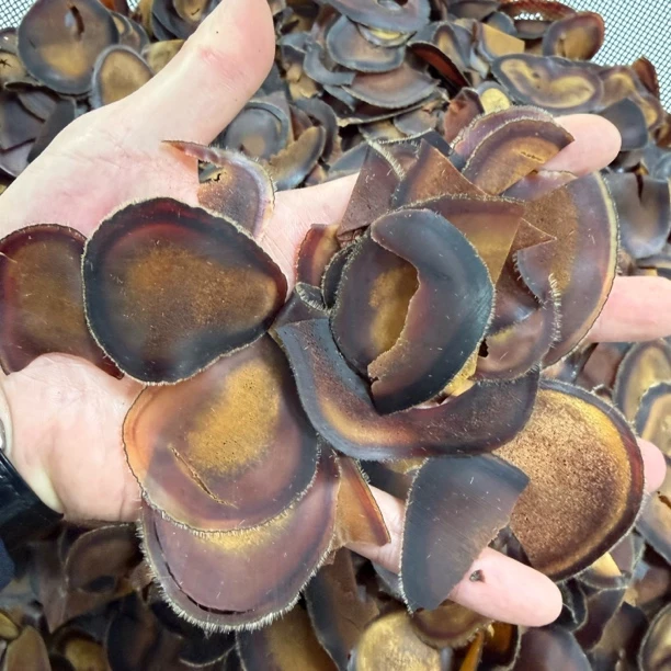 鹿茸(陈菜卖)特大血茸破片