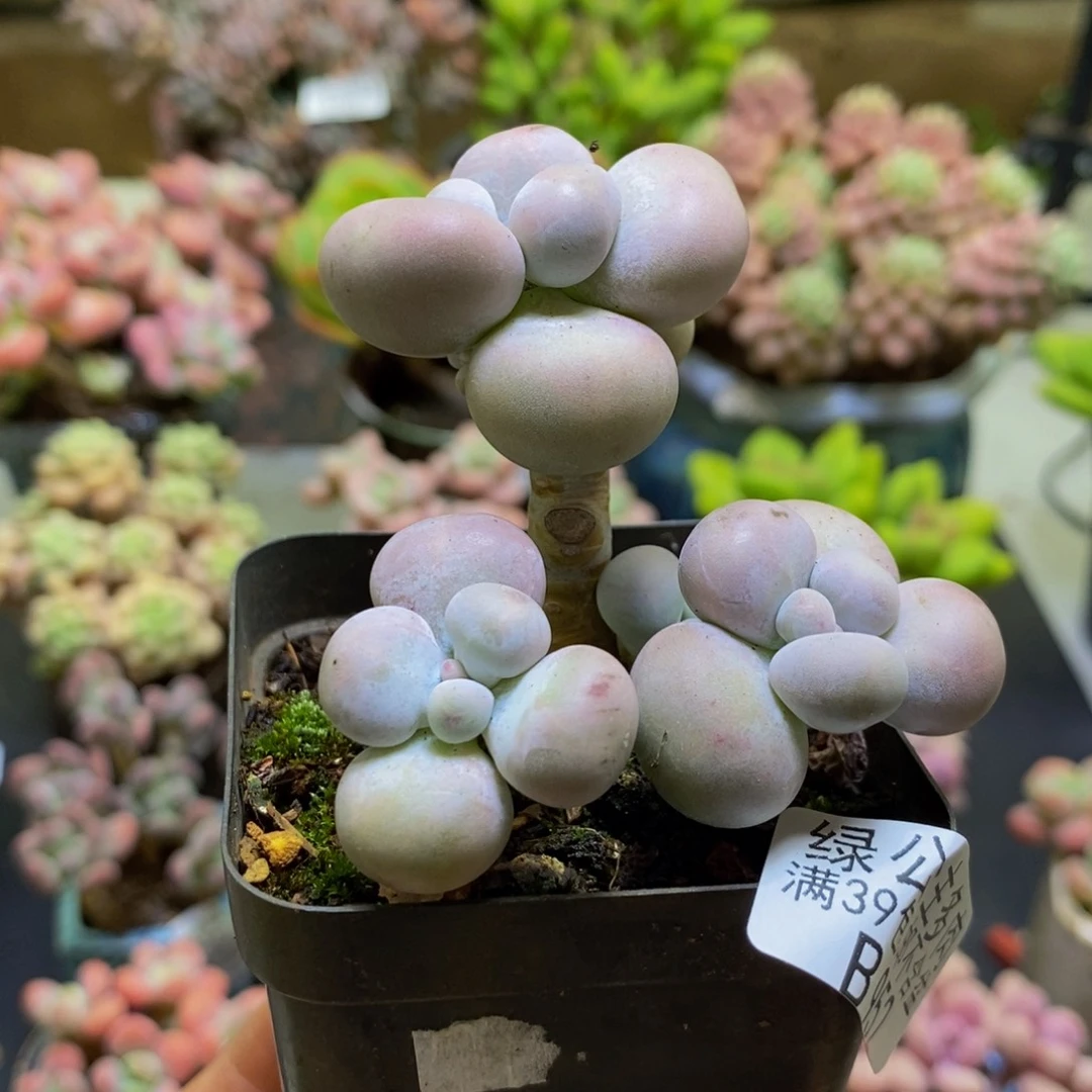 952芭比奶酪5cm多肉