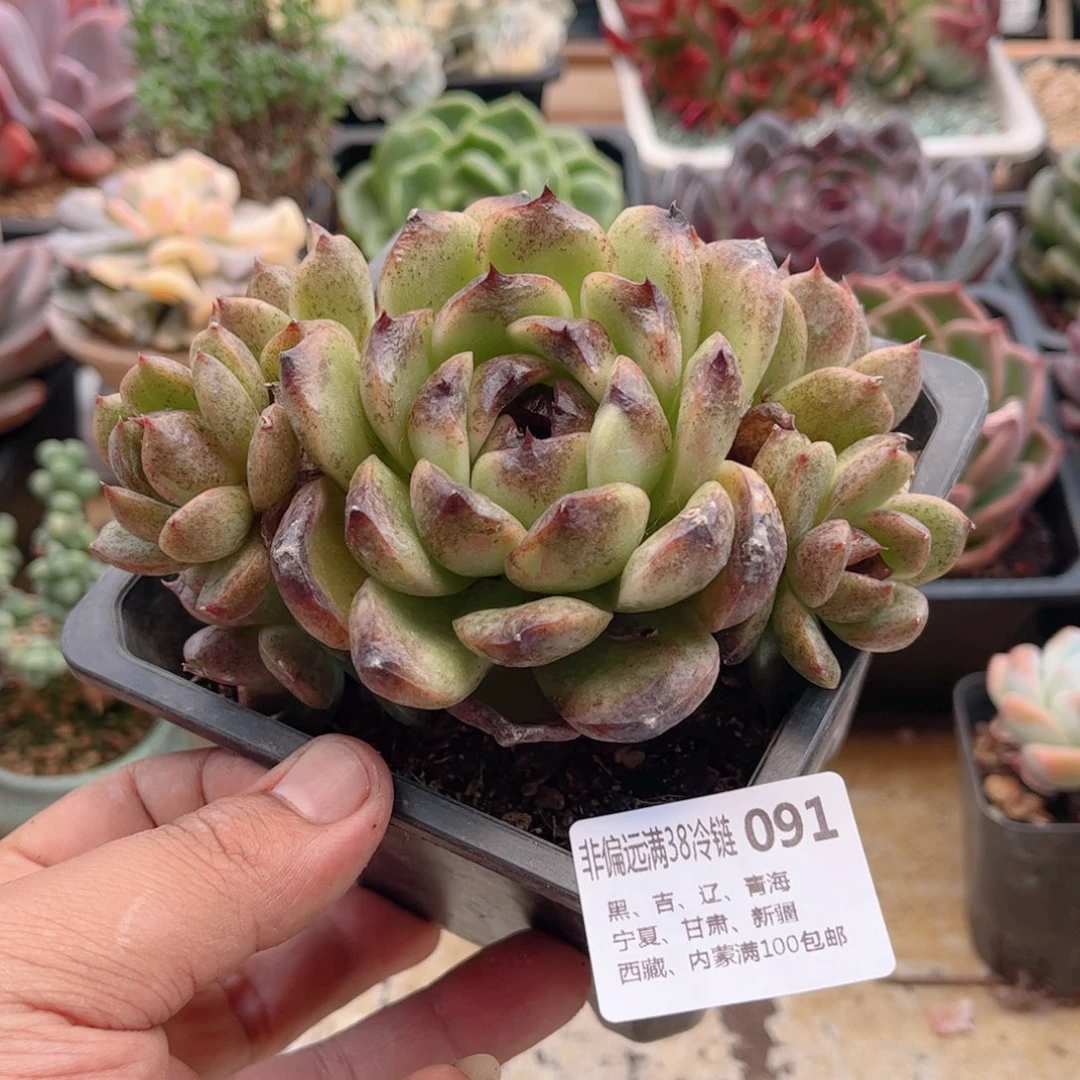 091钨丝德华多肉