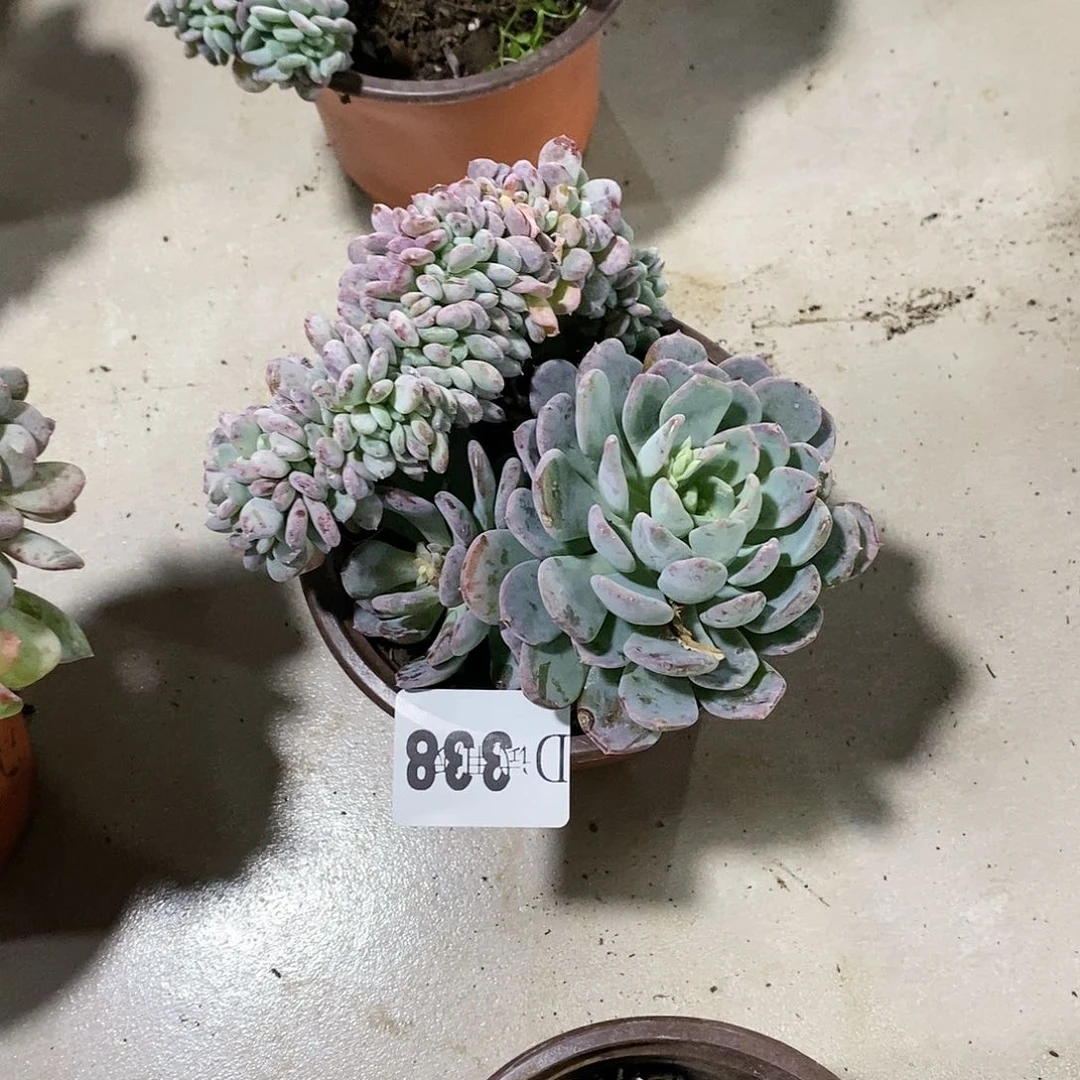 ?****?338玛瑙多肉植物