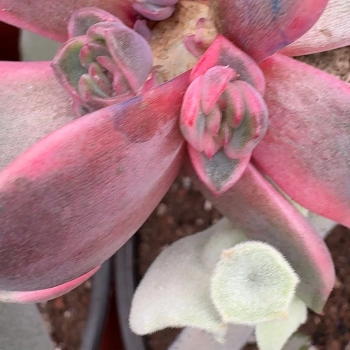 紫水晶侧芽一物一拍