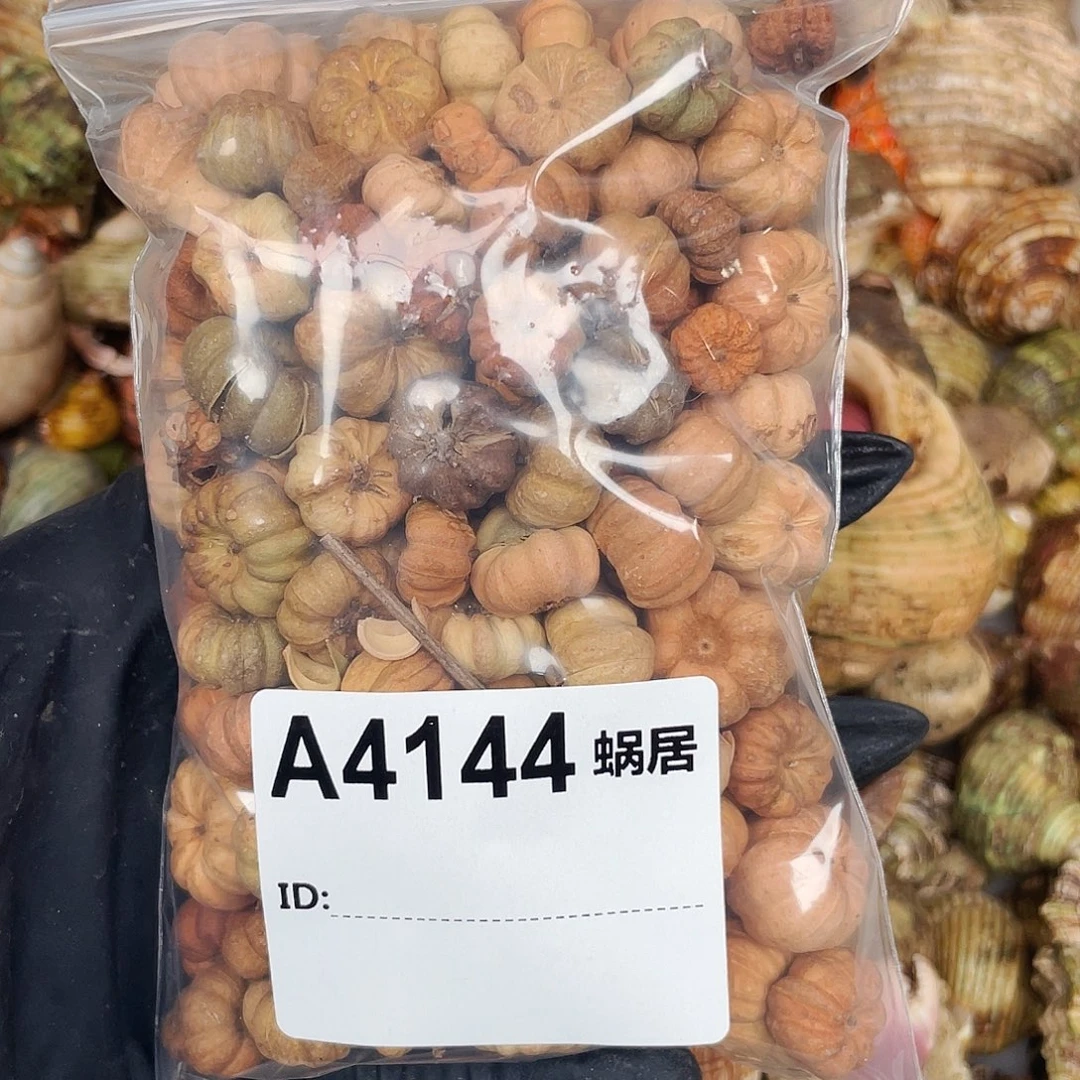 寄居蟹寄居蟹4144