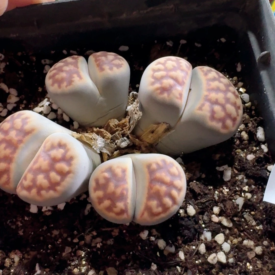 铃***开603生石花脱土发货
