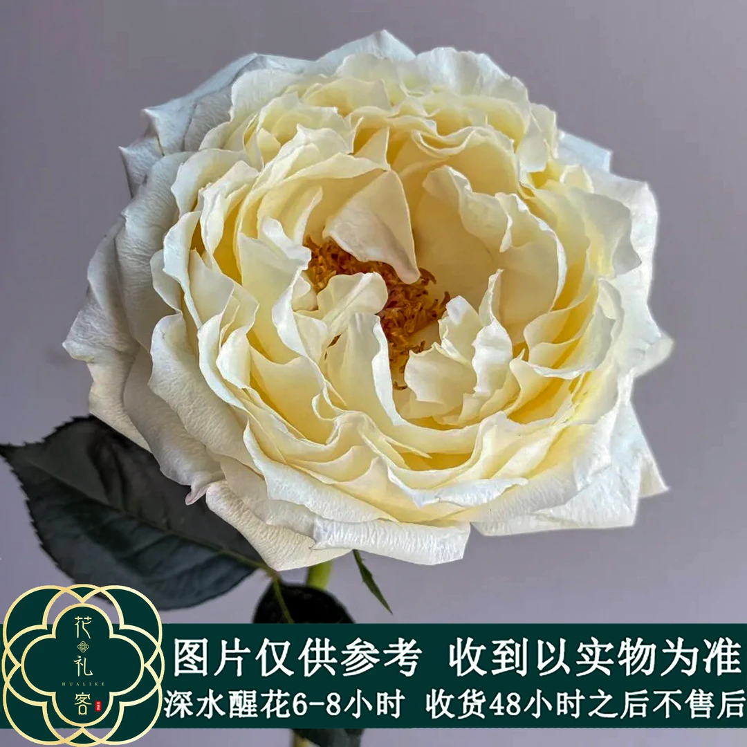 七叶花坊# 【碧玉】鲜花优选 顺丰直发