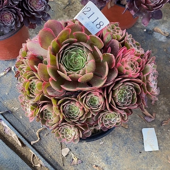 2118粉花妖多肉法师