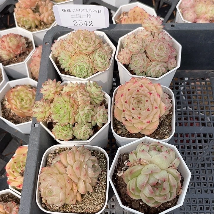 薇薇安园艺多肉2542
