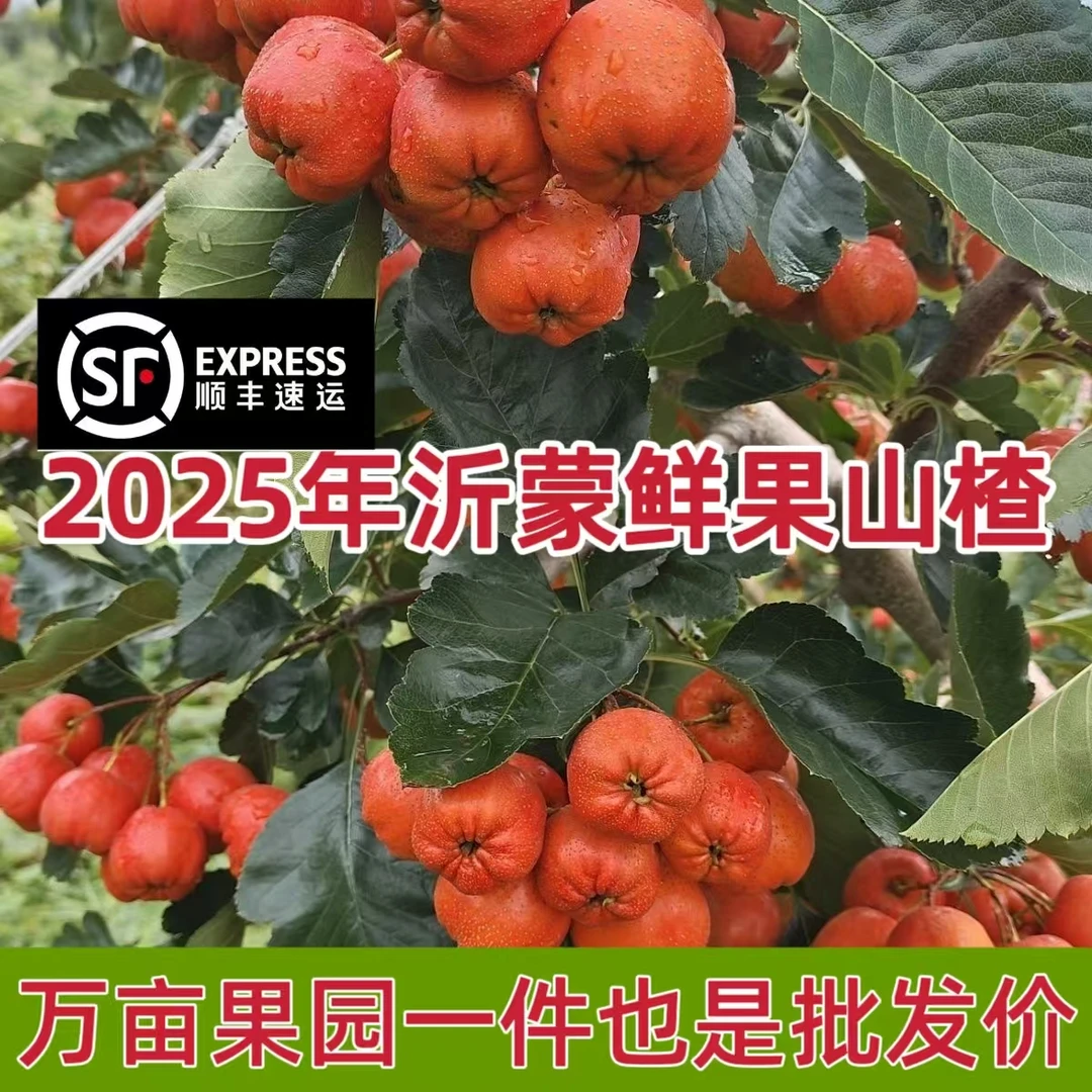 2025【顺丰】沂蒙地区新鲜棉球山楂现摘现发适合做糖葫芦糖雪球酸甜