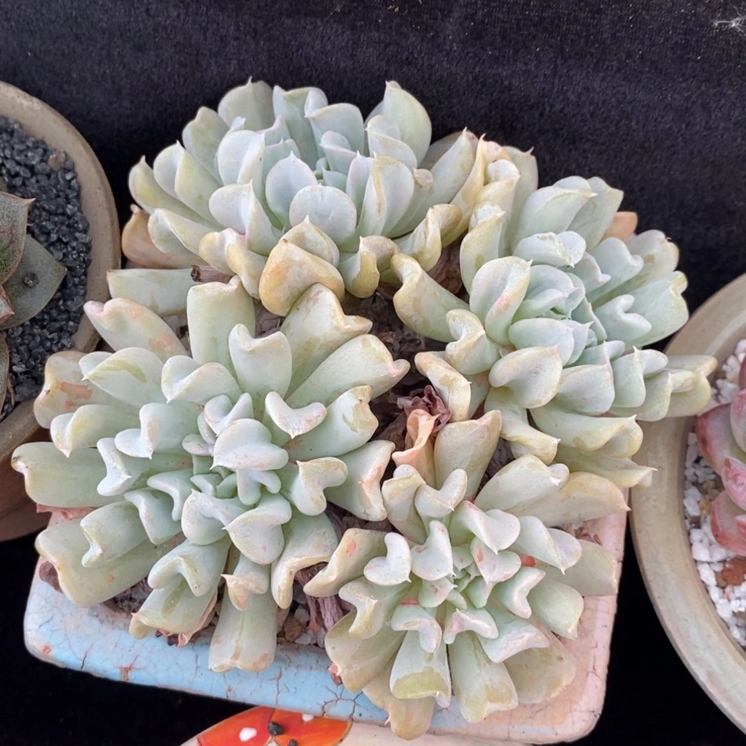 特玉莲多肉植物盆栽