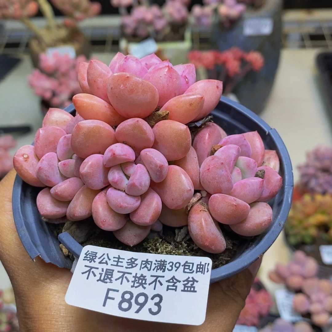 894粉桃花多肉7c m