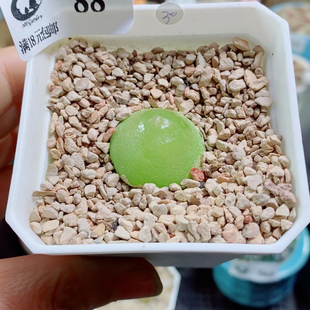 ʜ***ᝰ其实哈哈哈哈哈哈哈哈88