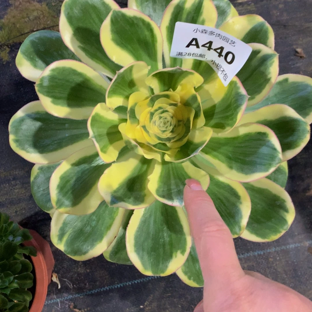 茉*440燕姿888888888