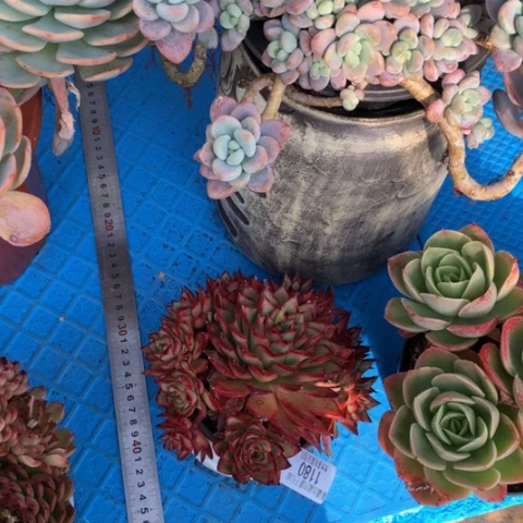 猪*子1180东云多肉