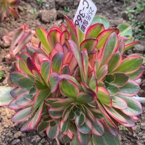 366黑魔锦砍过满25包邮多肉