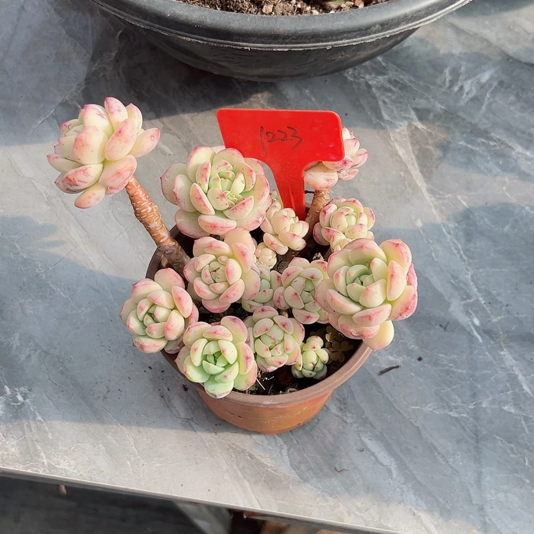 桃**猫1223香草多肉植物