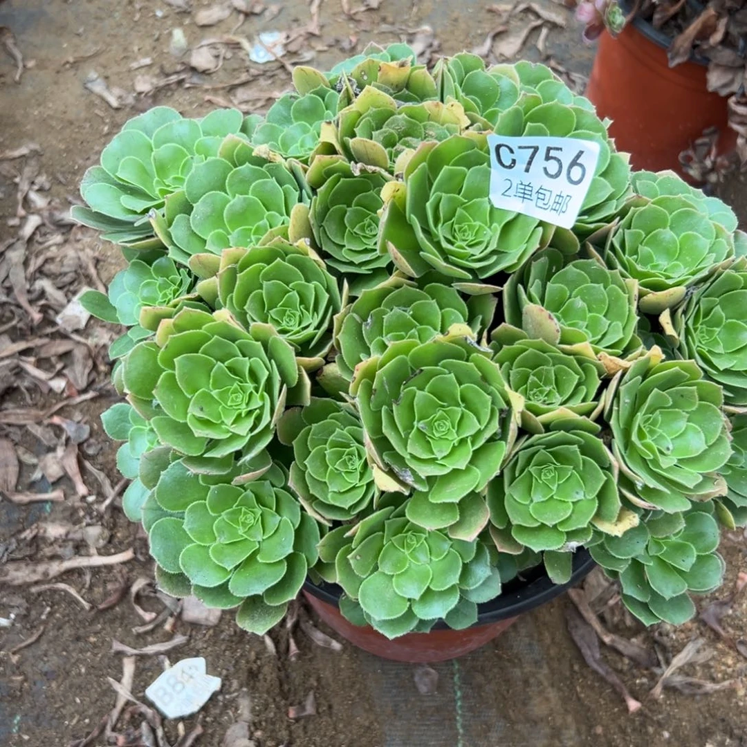 756多肉  绿羊绒 不包断头