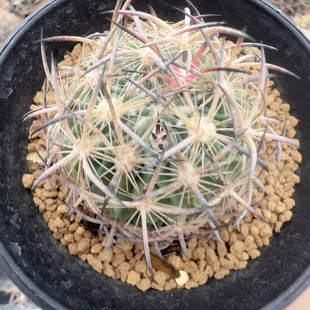 实生琥爪玉脱土发货