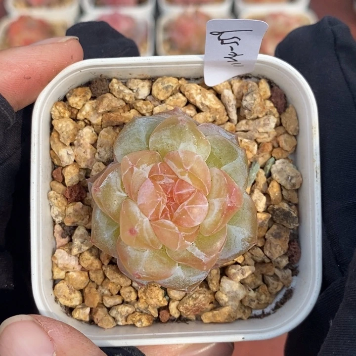 1124-559，粉魄1个