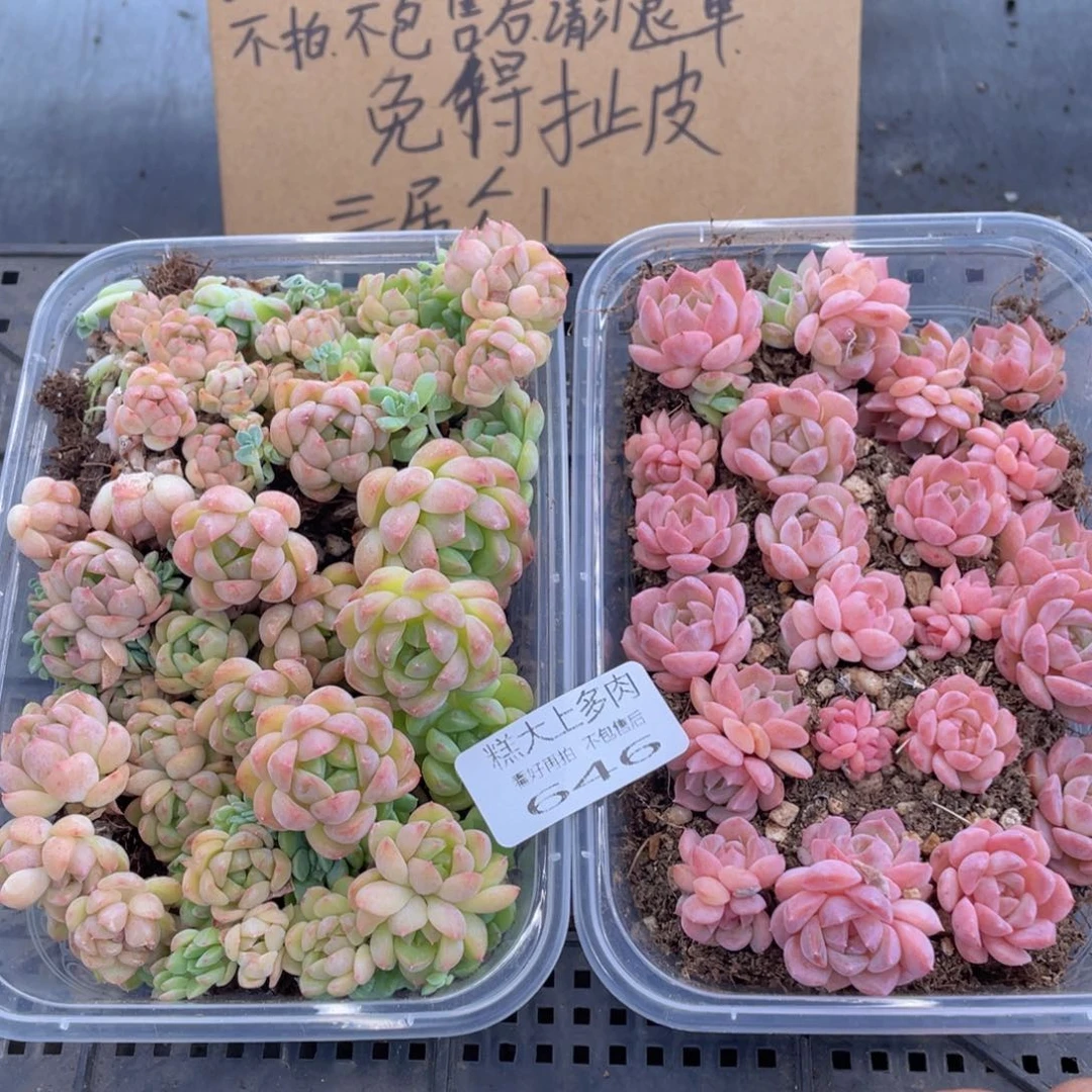 糕大上多肉植物646