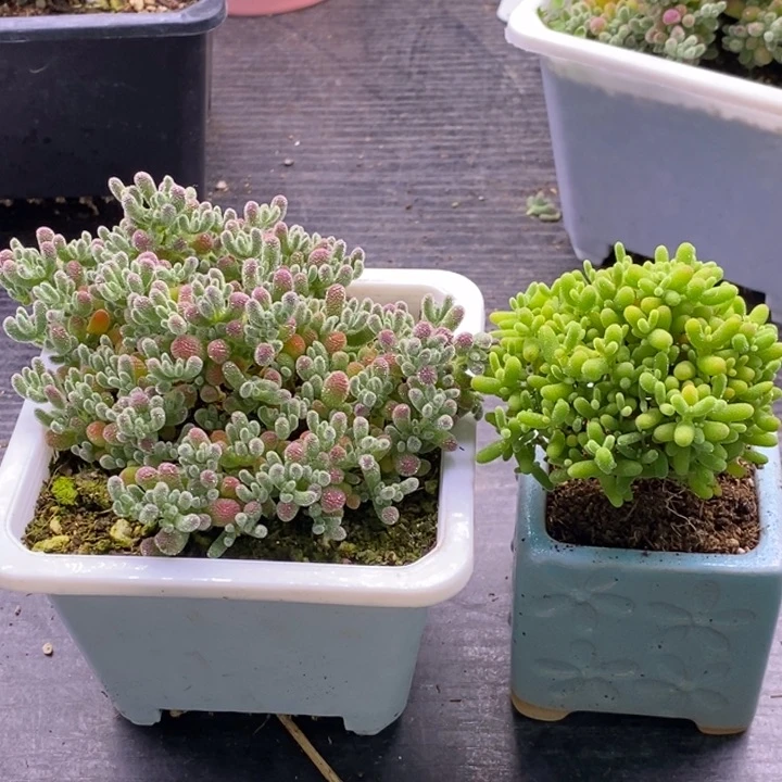 趁***老246冰晶➕蜜橘。