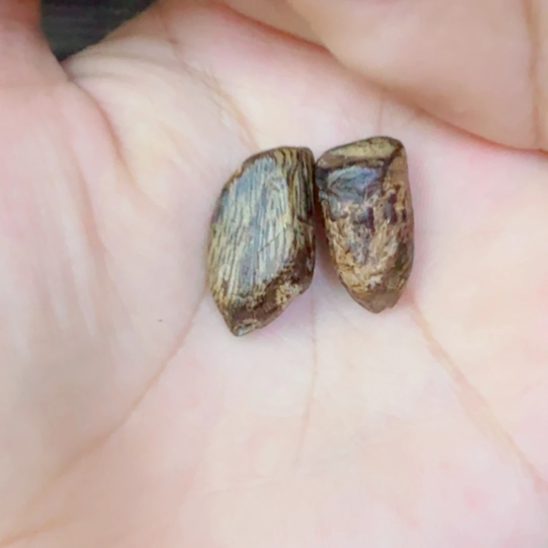 沉香沉香碎屑奇楠树丁原材料两个