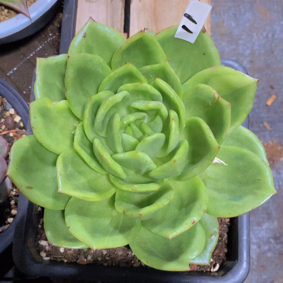 福利翠花石化11