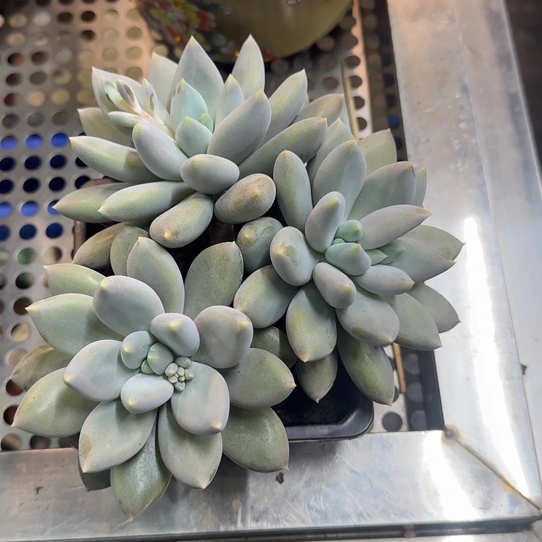 友***好哥特胖体。           多肉