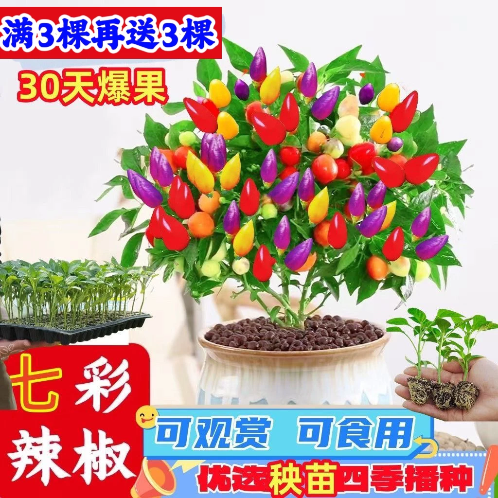 七彩辣椒秧苗春季四季播五彩椒朝天椒种苗阳台盆栽地栽高产蔬菜苗