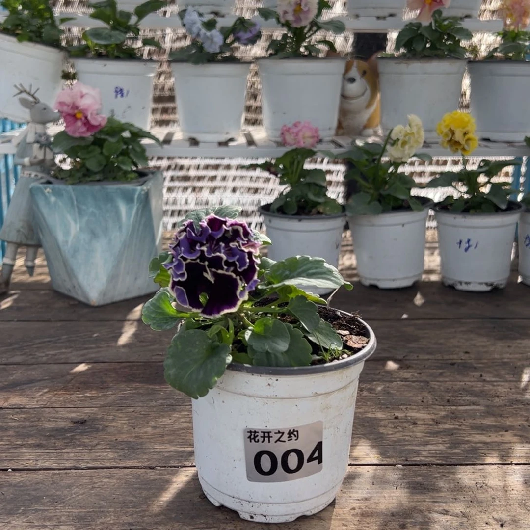 【闪购商品】完全开放004号