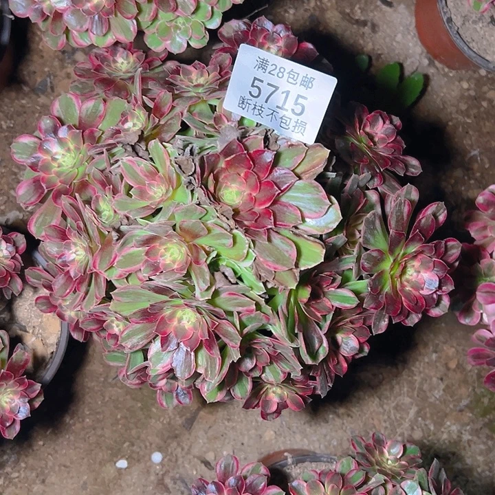 ****虹5715安娜多肉植物