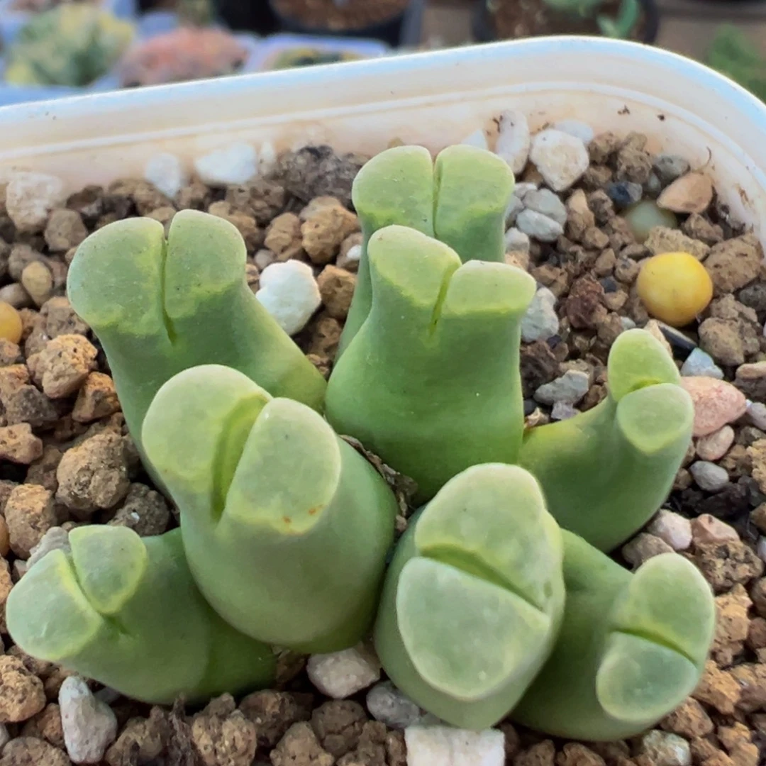 25多肉植物百科植物