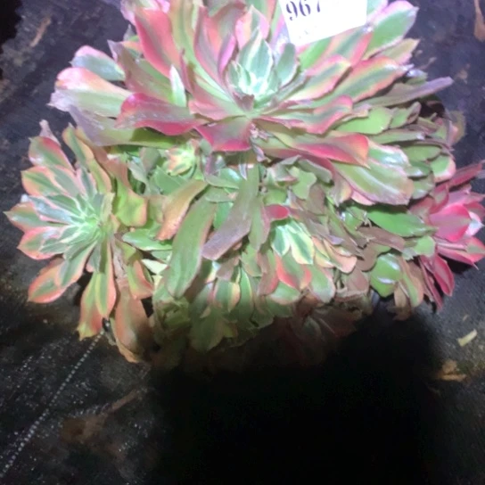 多肉植物光辉967