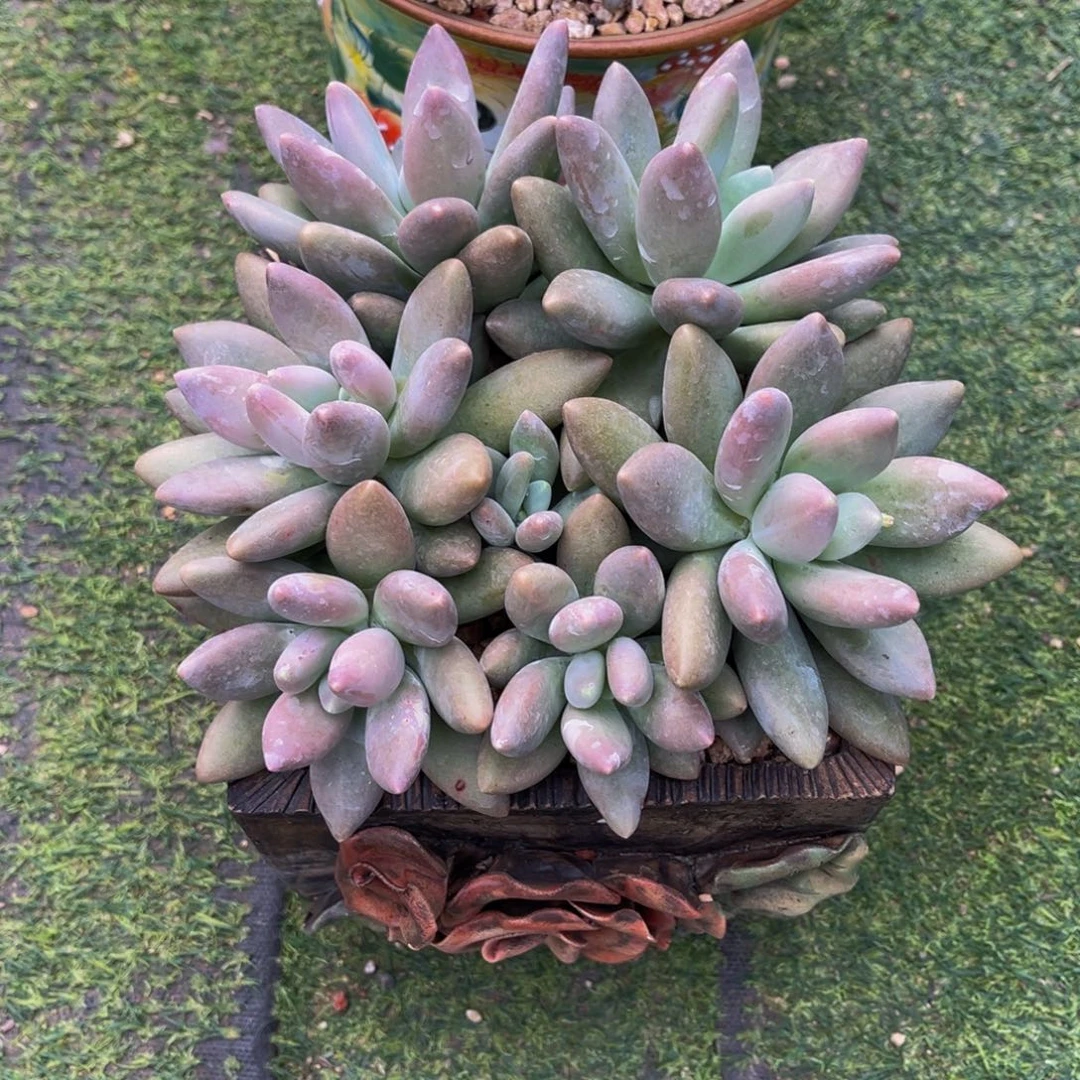 一物一拍多肉植物