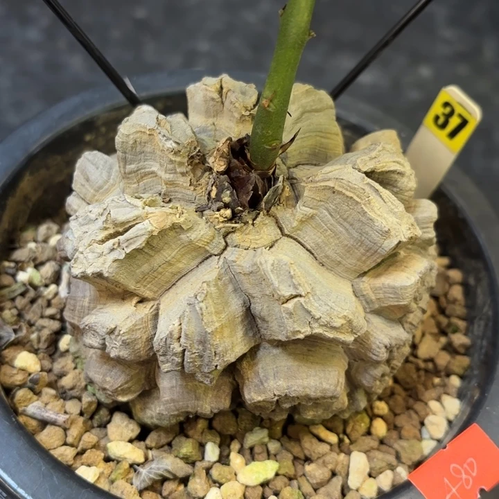 14号日系龟甲龙带盆包邮不退不换