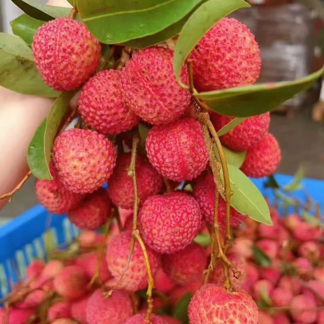 【果真不错】桂味荔枝 皮薄肉嫩，清甜多汁，桂香馥郁2斤荔枝同城送湖北省