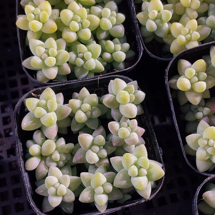 玉坠2.8带盆土发