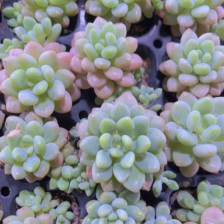 精品洛可可多肉植物