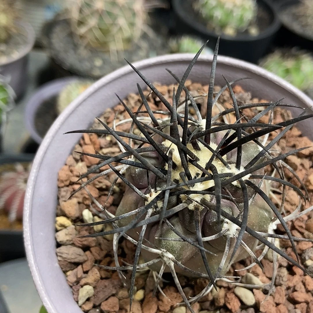 崔***崔实生栗星玉仙人球